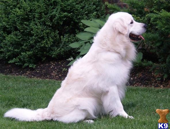 Golden Retriever stud dog